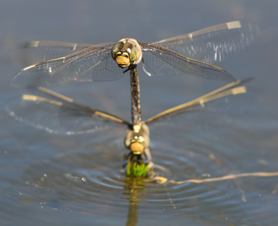 Hemianax papuensis